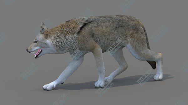 images/goods_img/20210312/Red Wolf Rigged 3D model/2.jpg